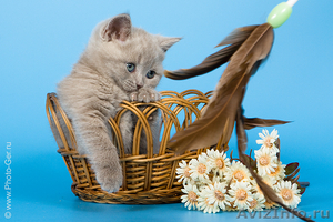 Купить британского котенка - Изображение #1, Объявление #236545