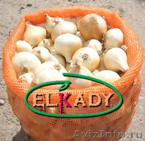 Лук из Египта (Onions from Egypt) - Изображение #2, Объявление #218820