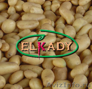 Картофель из Египта (Potatoes from Egypt) - Изображение #1, Объявление #218818