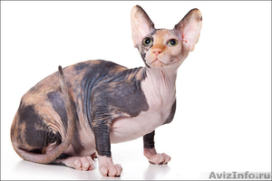 Очаровательные котята породы Канадский сфинкс недорого - Изображение #1, Объявление #266976