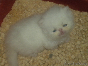 Белые персидские котята - Изображение #1, Объявление #273582