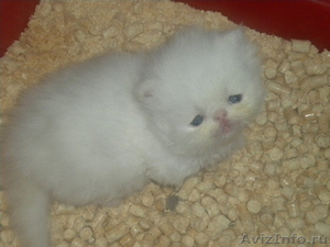 Белые персидские котята - Изображение #2, Объявление #273582