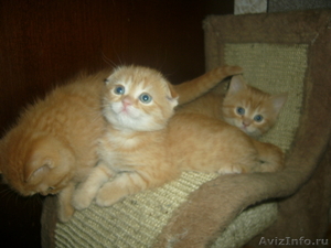 Британские котята рыжего окраса девочки 2 мес. - Изображение #2, Объявление #268026