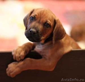 Остался один щенок родезийского риджбека - чудесный мальчик! - Изображение #4, Объявление #251889