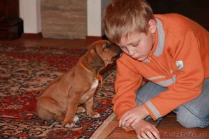 Остался один щенок родезийского риджбека - чудесный мальчик! - Изображение #2, Объявление #251889
