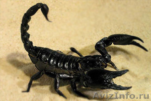 чёрный скорпион (императорский,королевский) - Изображение #1, Объявление #290023