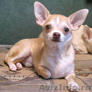 Чихуахуа щенок - подрощенный мальчик без проблем - продается - Изображение #1, Объявление #298540