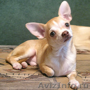 Чихуахуа щенок - подрощенный мальчик без проблем - продается - Изображение #2, Объявление #298540
