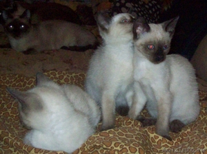 сиамские и ориентальные котята - Изображение #3, Объявление #290644