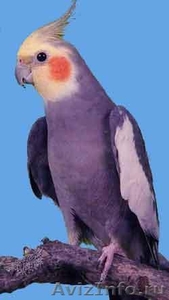 попугаи корелла - Изображение #1, Объявление #290000
