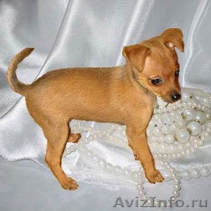 Русский Той-терьер мини щенки. Эксклюзив - Изображение #3, Объявление #284276