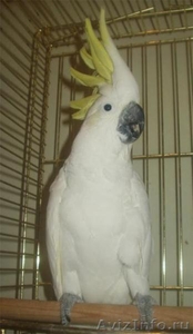 Попугай желтохохлый какаду - Изображение #1, Объявление #289941