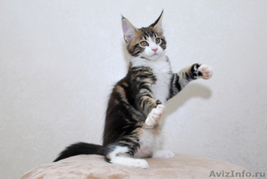Титулованные котята Мейн Кун - Изображение #2, Объявление #299894