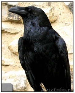 Чёрный ворон породистый - Изображение #1, Объявление #289960