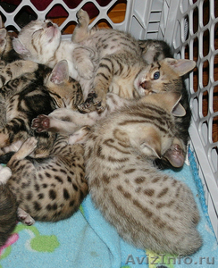 саванны f1, оцелоты, сервала, caracals и бенгальских кошек на продажу. - Изображение #3, Объявление #298496
