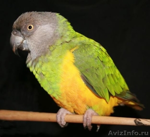 Сенегальский попугай - Изображение #1, Объявление #289961