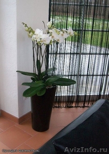 Комнатные растения и кашпо в Фитосервисе по доступным ценам - Изображение #1, Объявление #288802