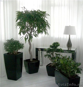 Комнатные растения и кашпо в Фитосервисе по доступным ценам - Изображение #2, Объявление #288802