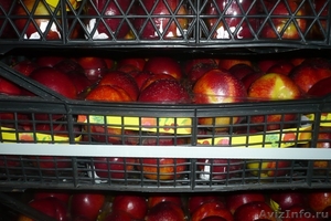 Продам фрукты, виноград, персик, нектарин - Изображение #1, Объявление #300069