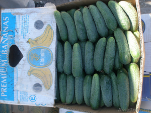 Продам свежие овощи с Украины! - Изображение #1, Объявление #287308
