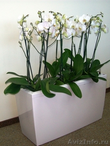 Комнатные растения и кашпо в Фитосервисе по доступным ценам - Изображение #4, Объявление #288802
