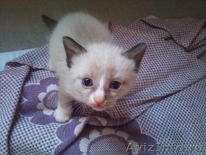 Продажа котят редкой породы СНОУ ШУ - Изображение #3, Объявление #315129
