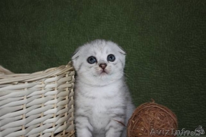 Шотландские котята рисунчатых окрасов - Изображение #3, Объявление #313168