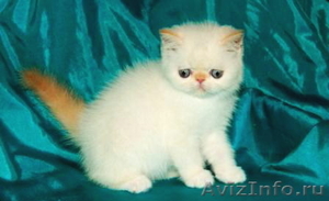 Продажа персидских котят. Питомник ОРЕСАНС - Изображение #1, Объявление #210380
