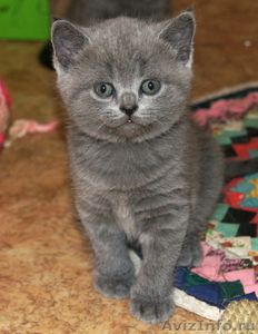 Очаровательные плюшевые британские  котята - Изображение #1, Объявление #314419