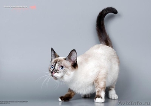 Продажа котят редкой породы СНОУ ШУ - Изображение #1, Объявление #315129