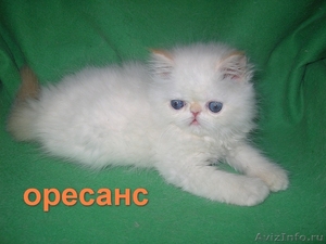 Продажа персидских котят. Питомник ОРЕСАНС - Изображение #2, Объявление #210380