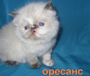 Продажа персидских котят. Питомник ОРЕСАНС - Изображение #3, Объявление #210380