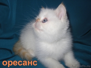 Продажа персидских котят. Питомник ОРЕСАНС - Изображение #4, Объявление #210380
