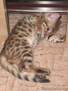 Продаются бенгальские котята мини-леопарды - Изображение #1, Объявление #357472