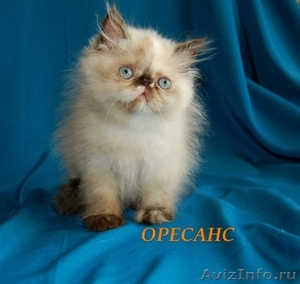 Продаются персидские и экзотические короткошерстные котята Питомник ОРЕСАНС - Изображение #3, Объявление #236653