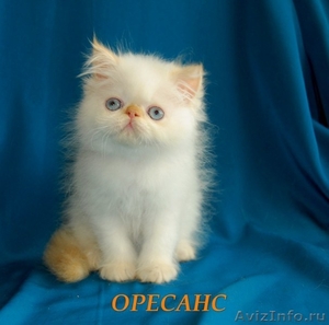 Продаются персидские и экзотические короткошерстные котята Питомник ОРЕСАНС - Изображение #4, Объявление #236653