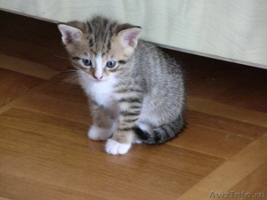 Подарю миленьких котят  - Изображение #1, Объявление #368182