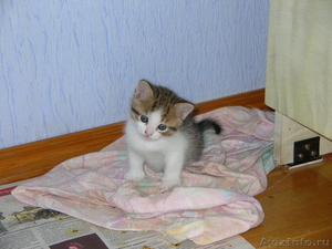 Подарю миленьких котят  - Изображение #3, Объявление #368182