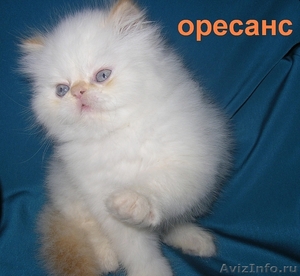 Продаются персидские и экзотические короткошерстные котята Питомник ОРЕСАНС - Изображение #5, Объявление #236653