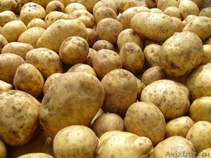 Продаем картофель урожай 2011 года - Изображение #1, Объявление #343501