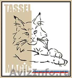 Питомник мейн-кунов «Tassel Magic» (Тэссел Мэджик) - Изображение #1, Объявление #347279