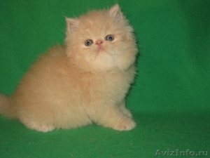 Продаются персидские и экзотические короткошерстные котята Питомник ОРЕСАНС - Изображение #1, Объявление #236653