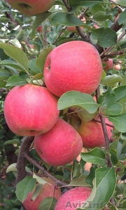 яблоки и груши - прямые поставки из Польши - Изображение #1, Объявление #385616
