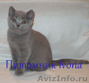 Продается шикарный британский голубой котик - Изображение #1, Объявление #392146