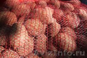 Продам картофель из Беларуси "Скарб", "Ред Скарлетт" урожай 2011 года.  Цена 7 р - Изображение #1, Объявление #387405