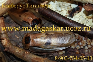 Продаю мадагаскарских тараканов - Изображение #3, Объявление #379953