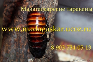 Продаю мадагаскарских тараканов - Изображение #2, Объявление #379953