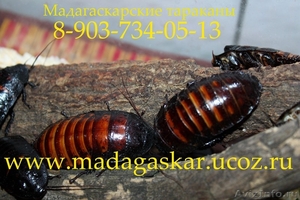 Продаю мадагаскарских тараканов - Изображение #5, Объявление #379953
