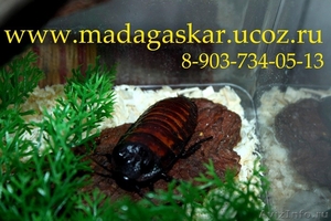 Продаю мадагаскарских тараканов - Изображение #4, Объявление #379953