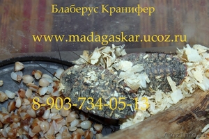 Продаю мадагаскарских тараканов - Изображение #6, Объявление #379953